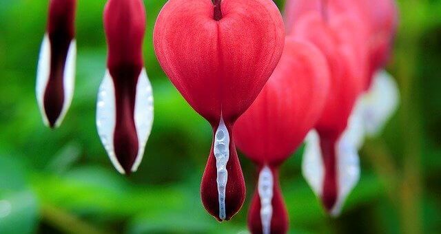 Asiatisches Handicap.