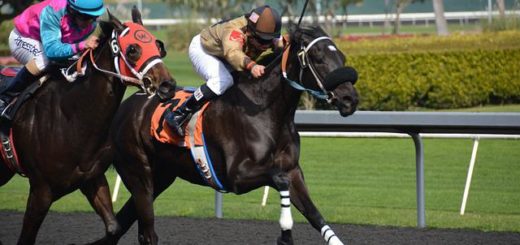 Wie kann man eine Vorhersage über Pferdewetten machen?