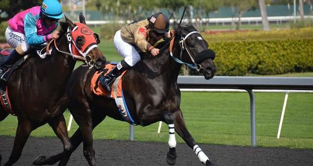 Wie kann man eine Vorhersage über Pferdewetten machen?