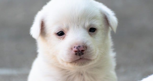 Erfolgreiche Sportwetten: Emotionen ausschalten