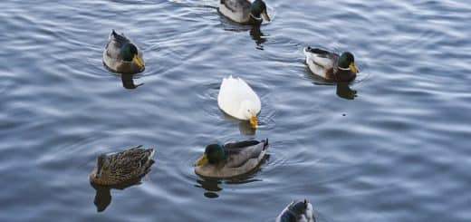 Wie man erfolgreich auf Außenseiter setzt
