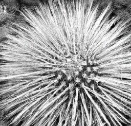 Bei welcher Lotterie hat man die besten Chancen?