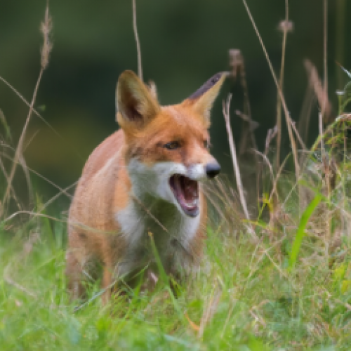 Wie geht das Spiel der Fuchs geht um?